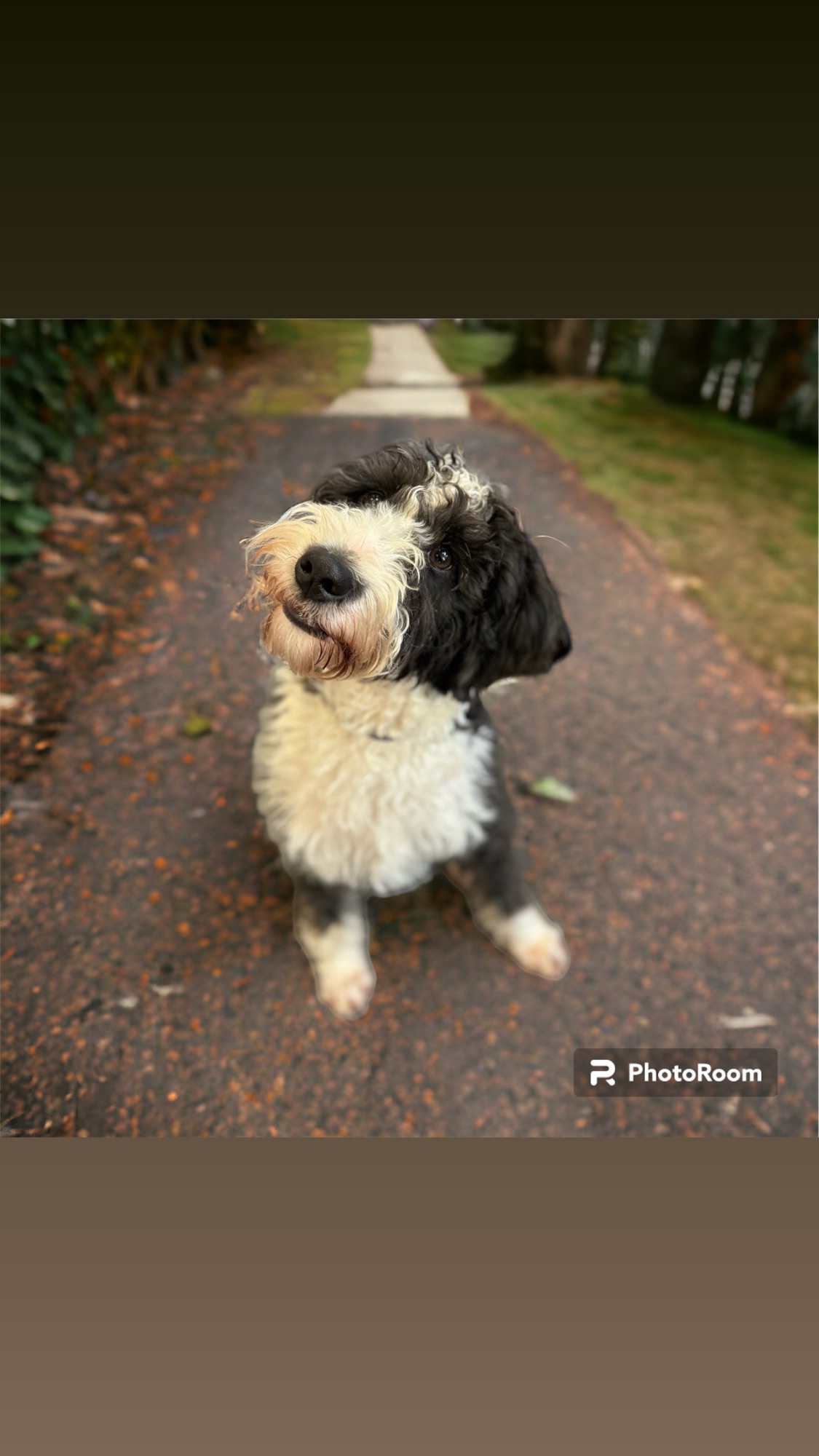 Unveiling the Irresistible Charm of Bernedoodles: The Ultimate Companion