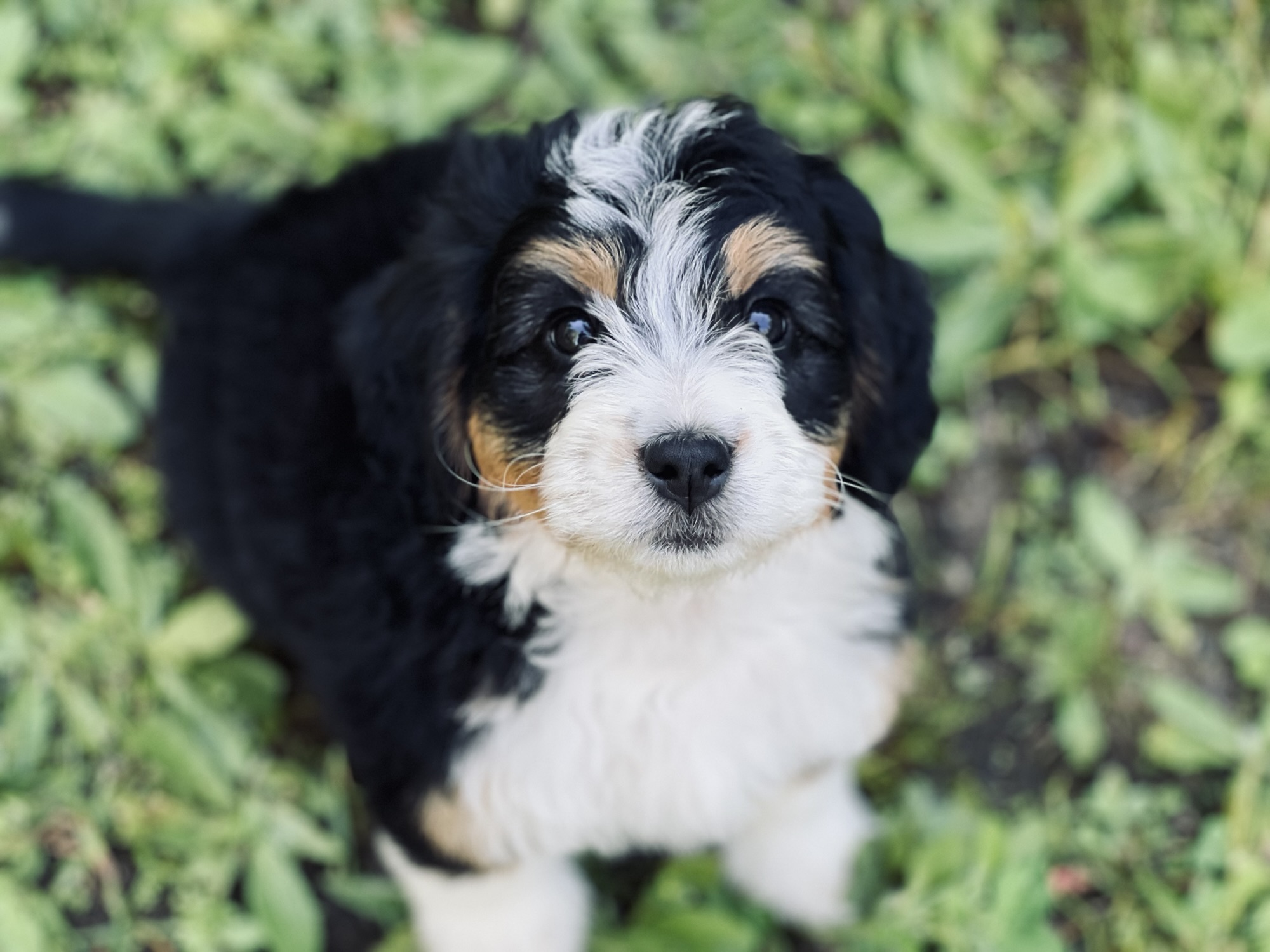 Caring for new puppy