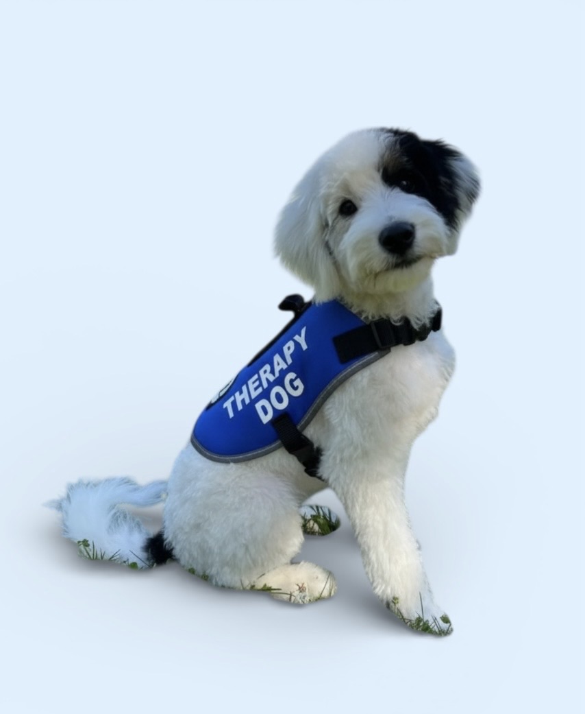 Beyond the Cuteness: A Deeper Look at Doodles and Service Dog Work