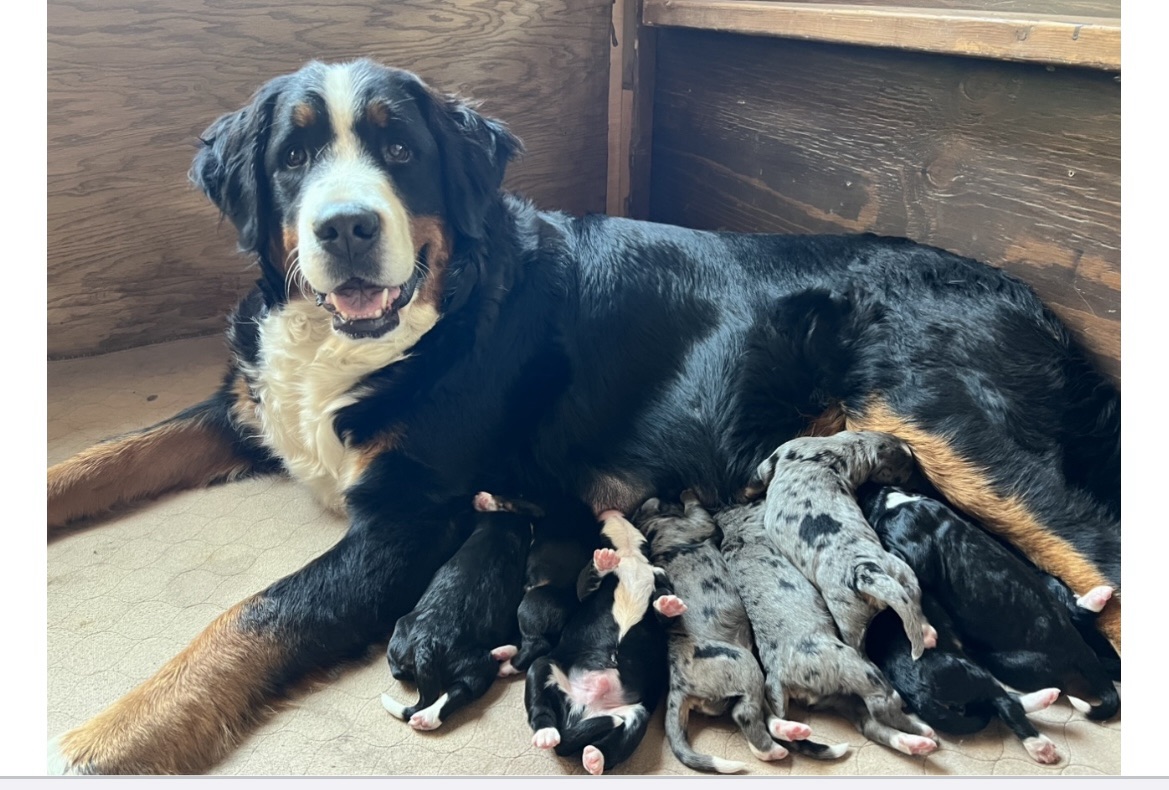 Best labradoodle breeder