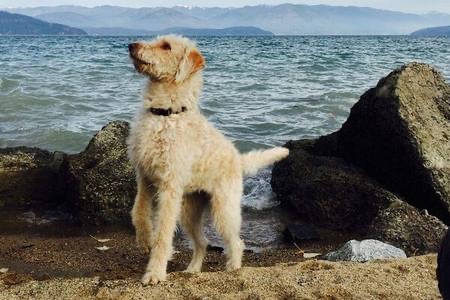 Labradoodle creator regret ???