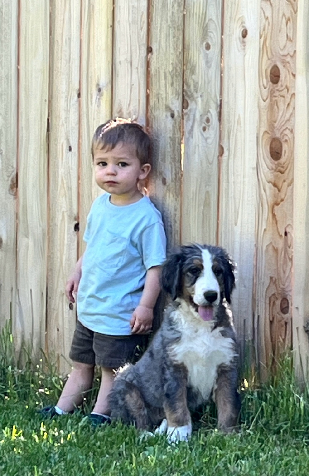 How Service Dogs Benefit People on the Autism Spectrum