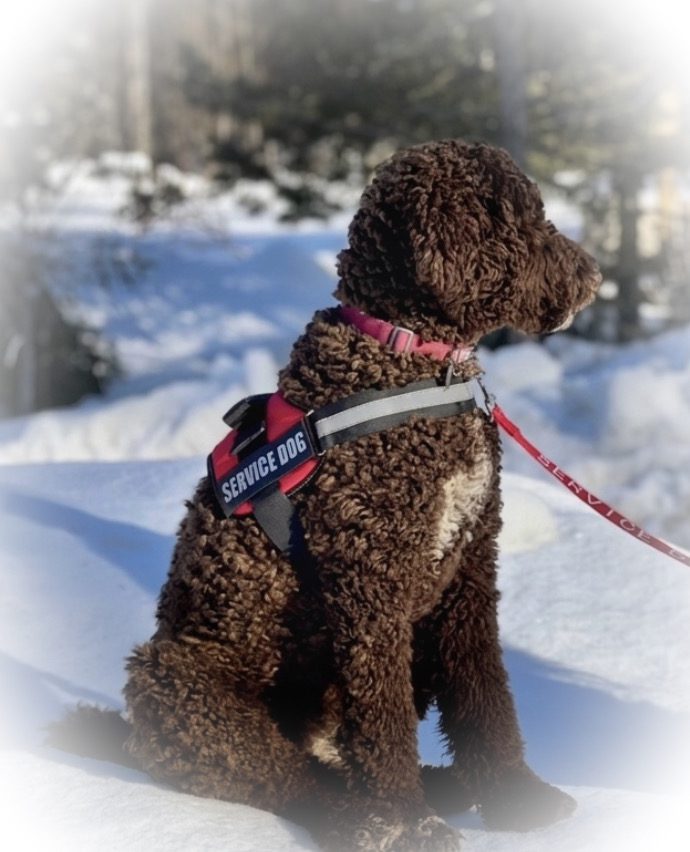 sandpoint doodles service dog in snow
