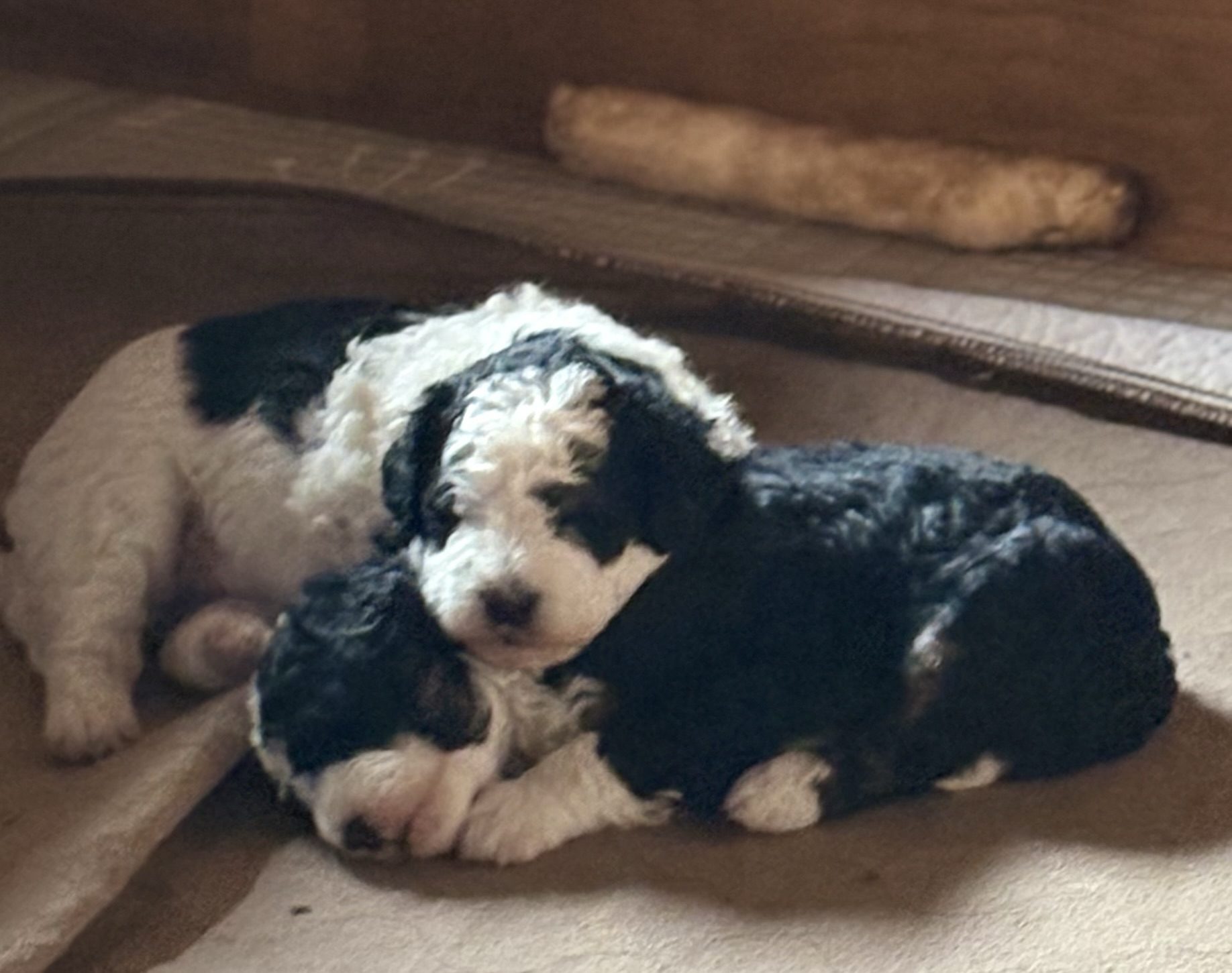 BERNEDOODLE PUPPIES