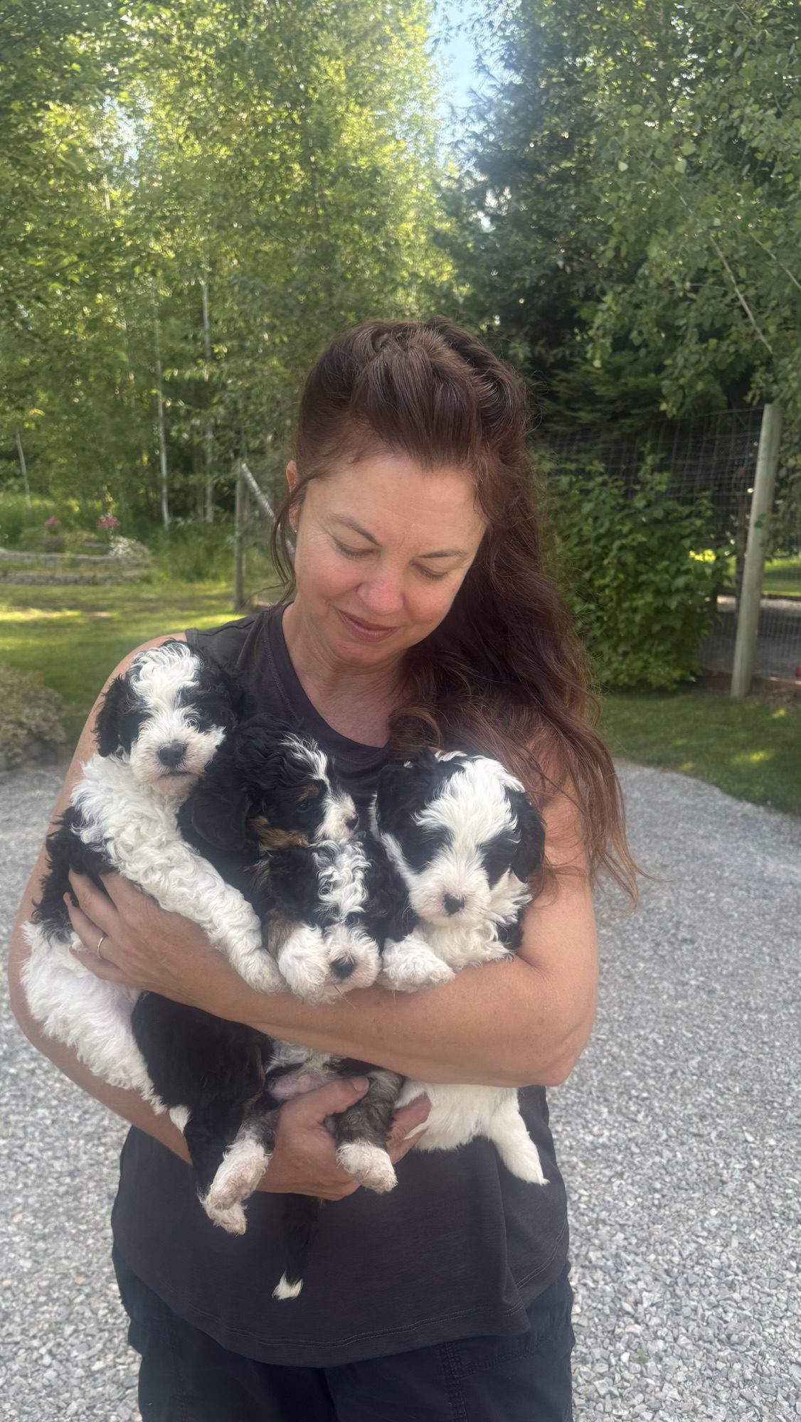 sandpoint doodles bernedoodle puppies