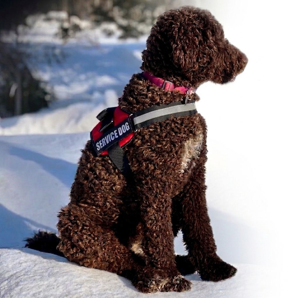 Service Dog Snow